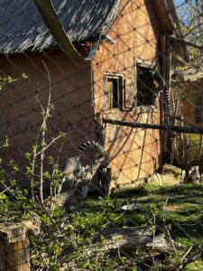 IMG_1529